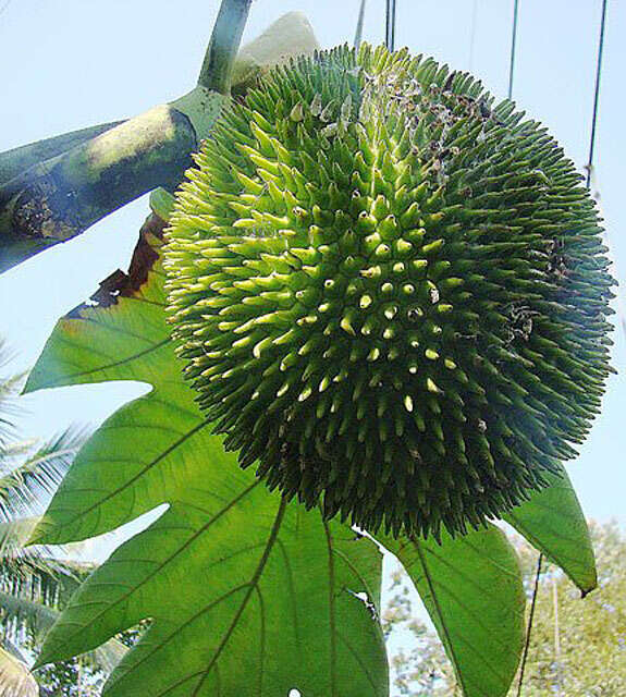 Image of breadfruit