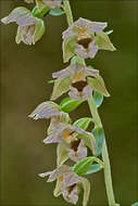 Image of Helleborine