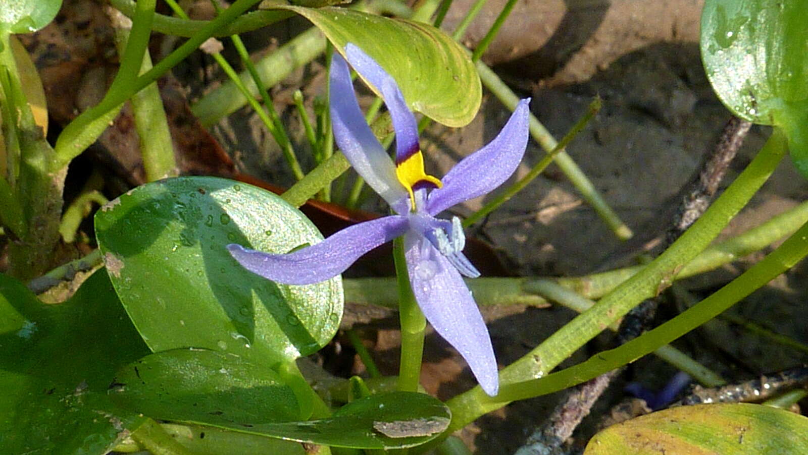 Image of mudplantain