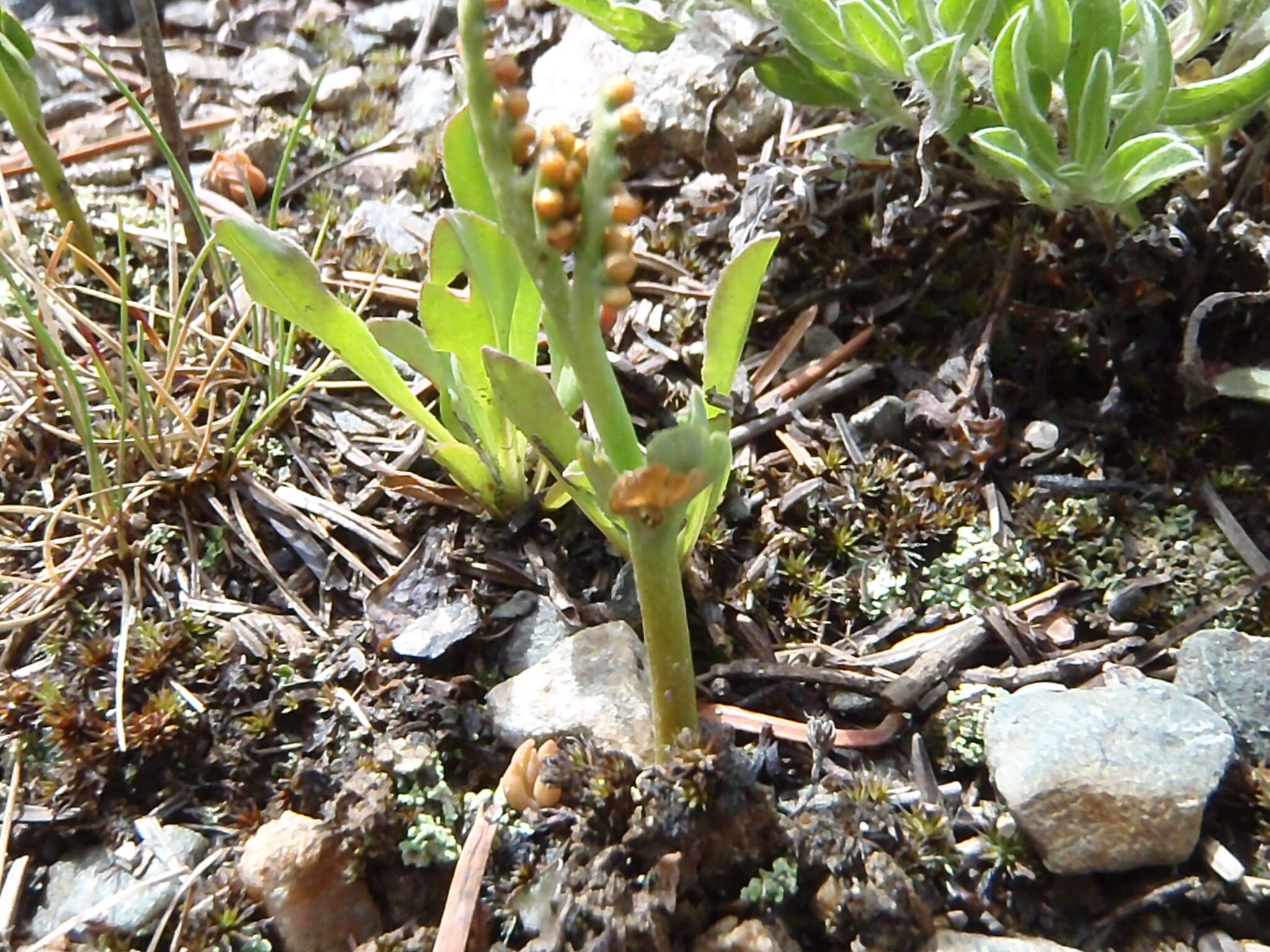 Image de Botrychium echo Wagner