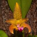 Image of Bulbophyllum claptonense (Rolfe) Rolfe