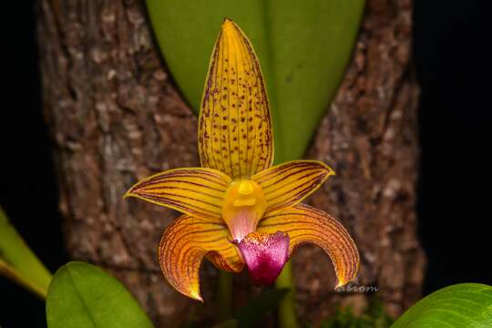 Image of Bulbophyllum claptonense (Rolfe) Rolfe