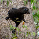 Image of Black Parrot