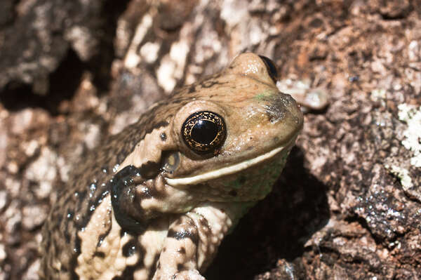 Image of Rana Lechera Comun