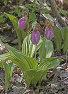 Слика од Cypripedium