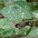 Image of kangaroo vine