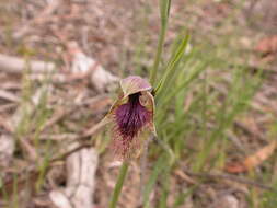 Image of Beard orchids