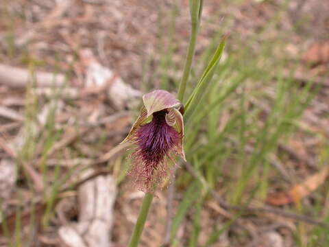 Image of Beard orchids