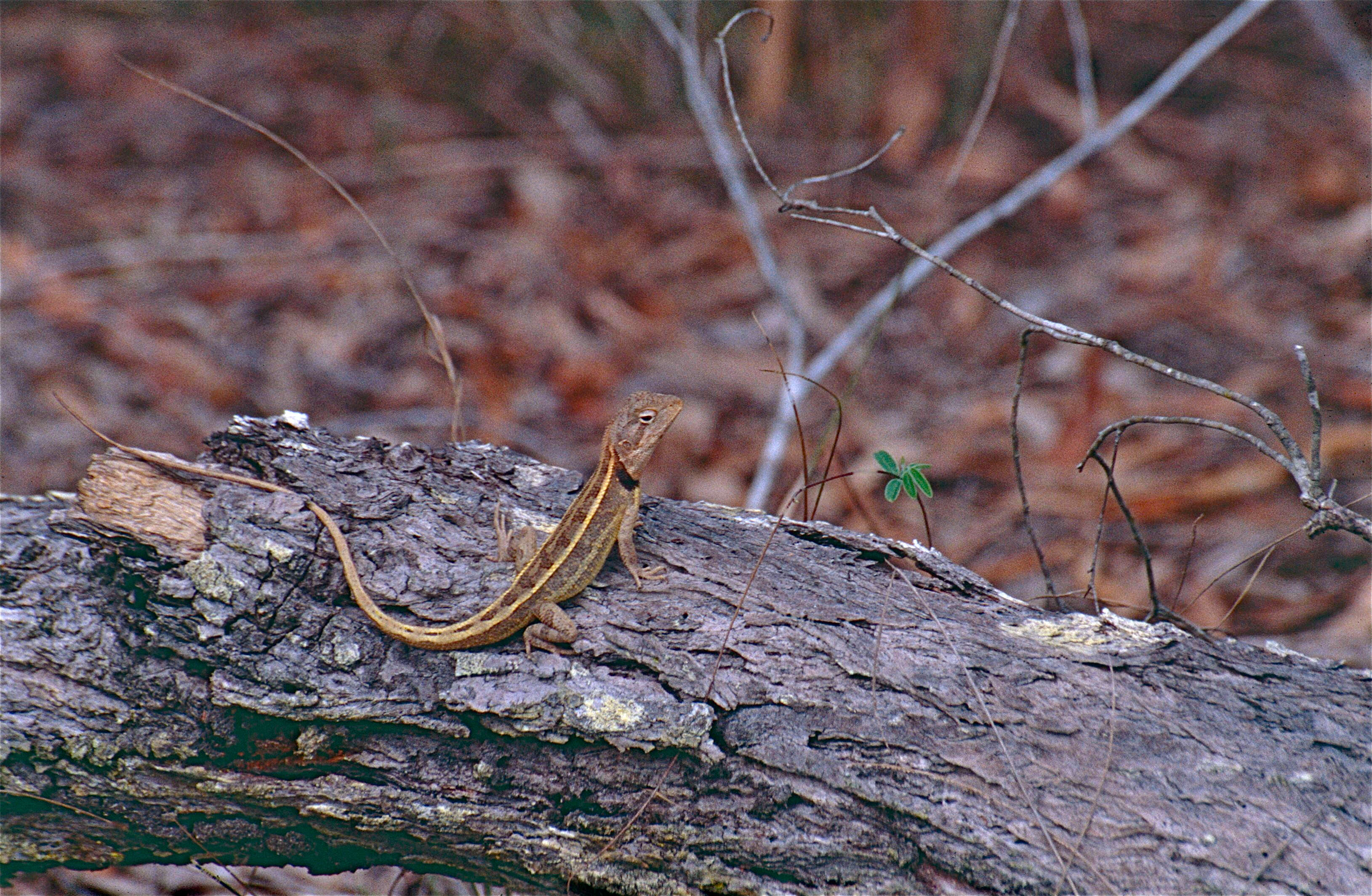 Image of Two-pored dragons