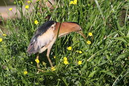 Image of Common Little Bittern