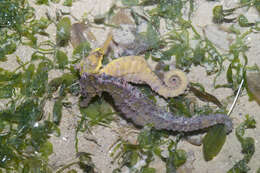 Image of seahorses