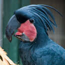 Image of Palm Cockatoo