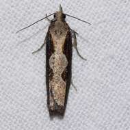 Image of Diamondback Epinotia Moth