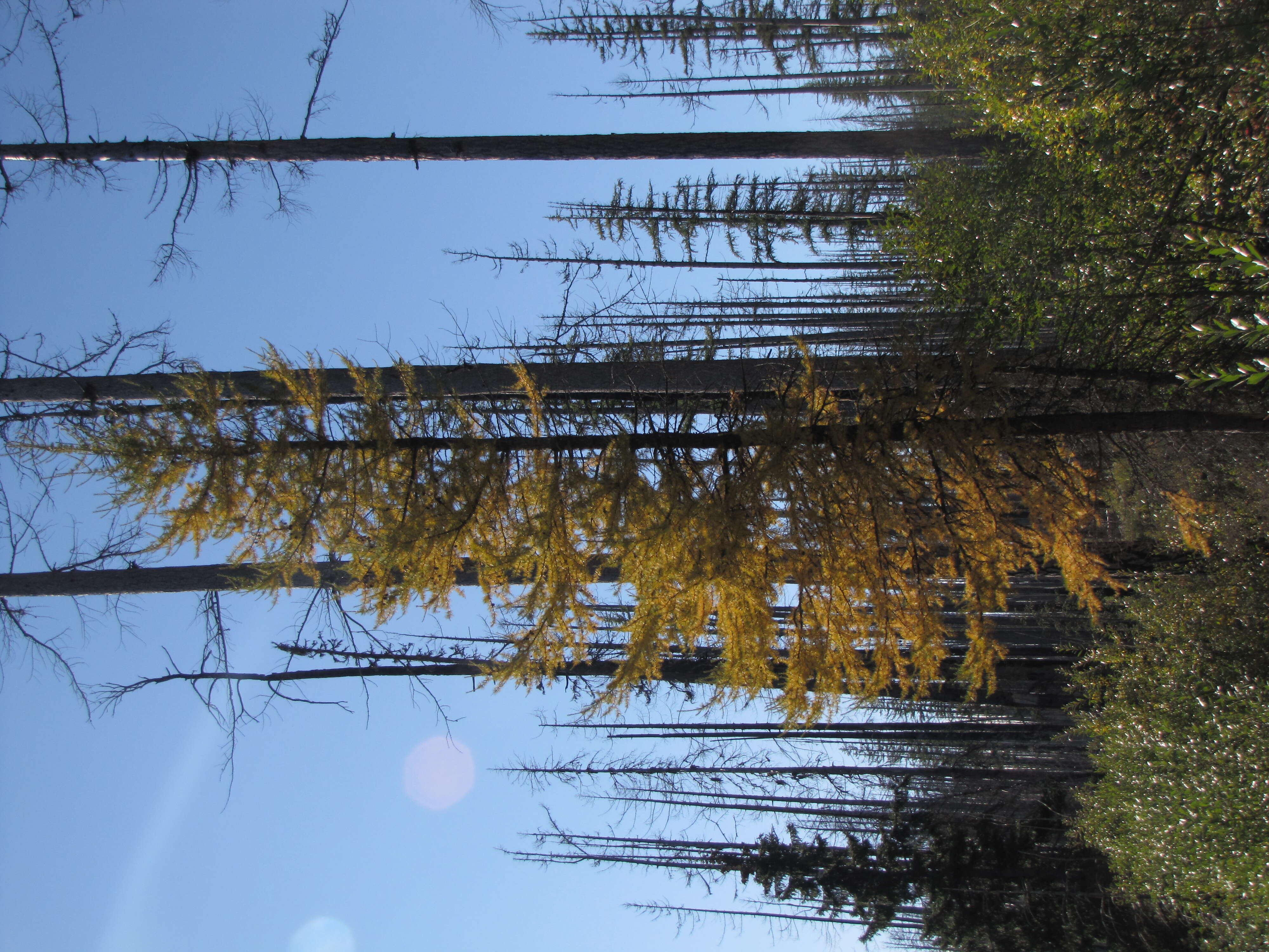 Image of larch