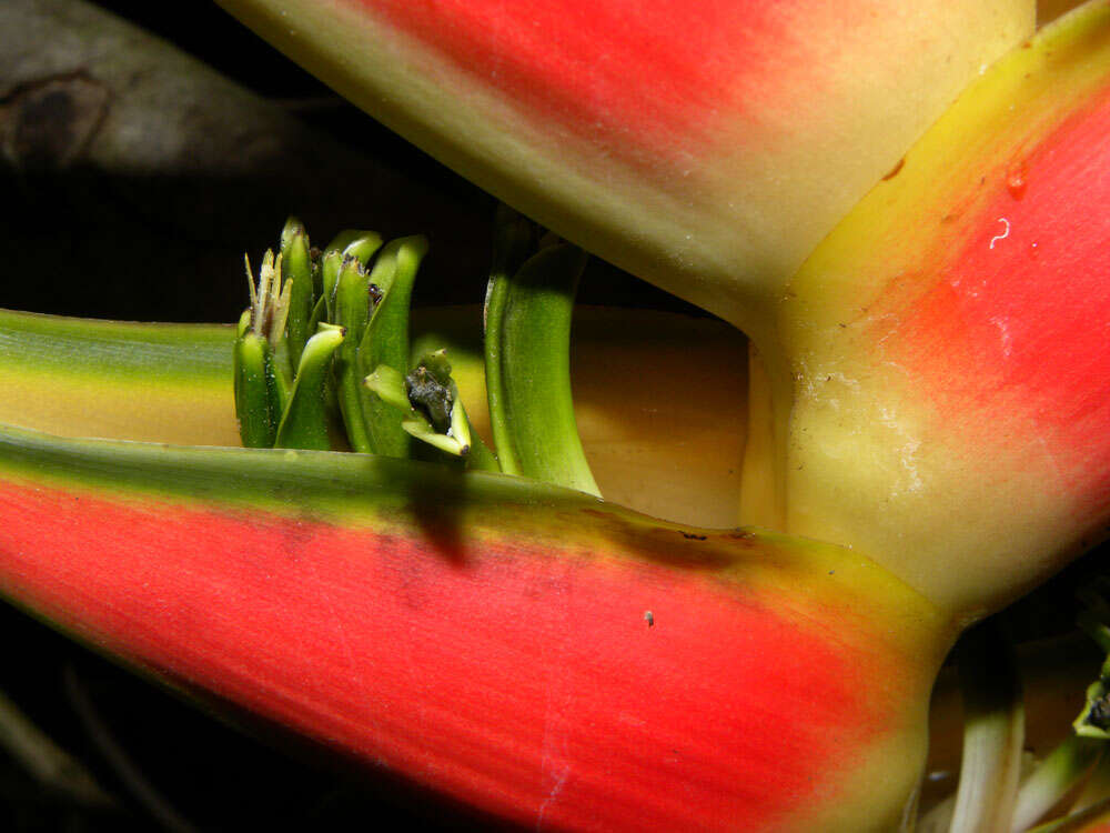 Image of Heliconia wagneriana Petersen