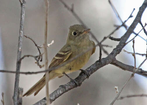 Image of Empidonax Cabanis 1855