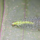 Image of Glenochrysa opposita (McLachlan 1863)