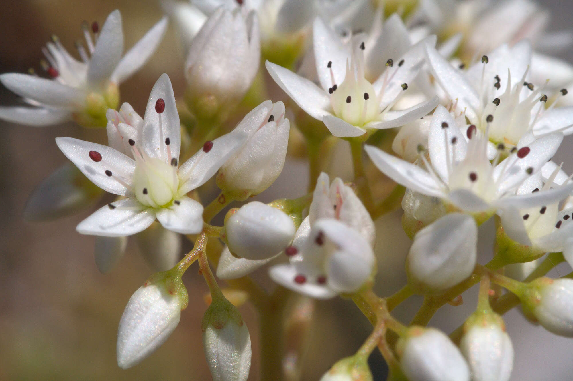 Image of White Stonecrop