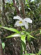 Image of Sobralia liliastrum Lindl.