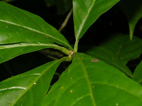 Image of Aegiphila costaricensis Moldenke