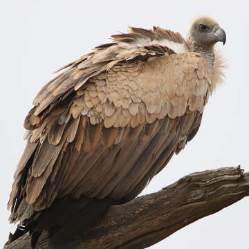 Image of White-backed Vulture