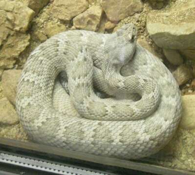 Image of Santa Catalina Island Rattlesnake