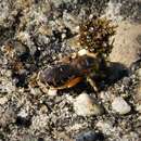 Sivun Punajalkavakomehiläinen kuva