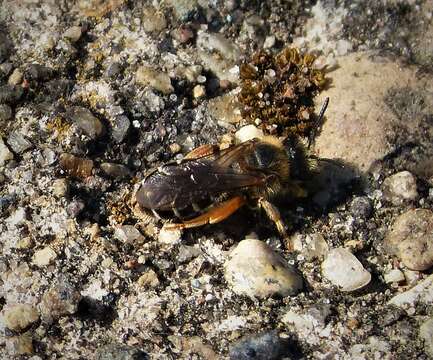 Image of Halictus Latreille 1804