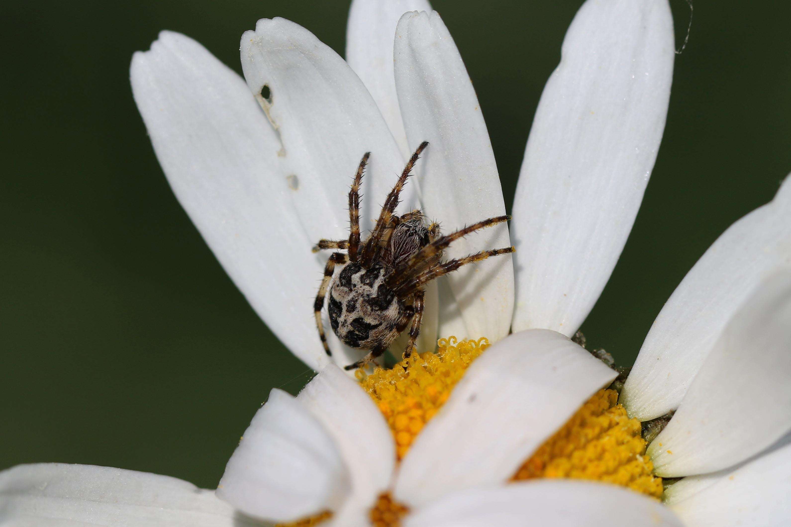 Image of Araneus