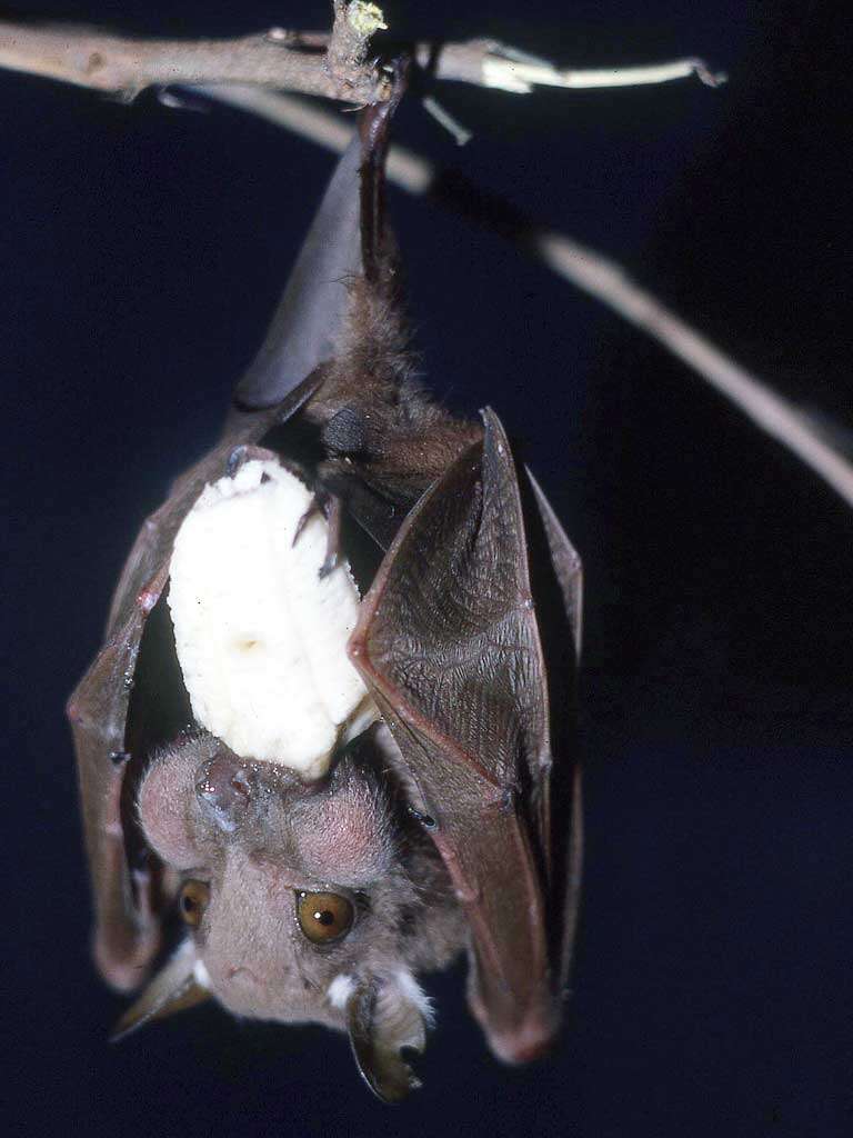 Image of Wahlberg's Epauletted Fruit Bat