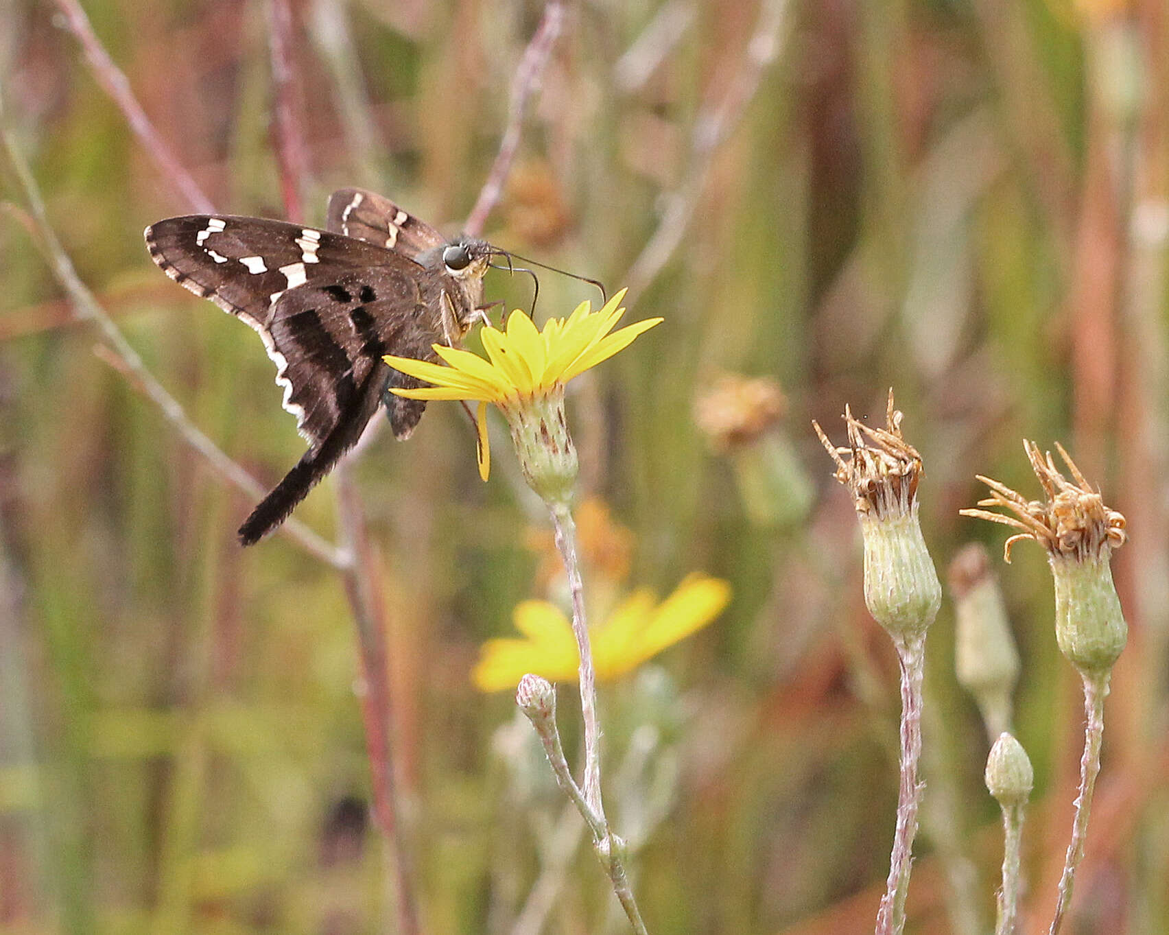 Image of Long-tailed Skipper