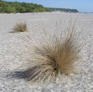 Image of beachgrass