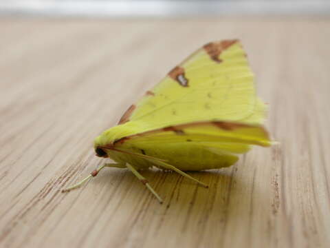 Image of brimstone moth