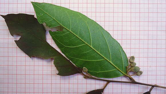 Image of Styrax glabratus Schott