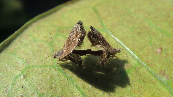 Image of metalmark moths