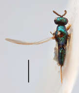 Image of torymid wasps