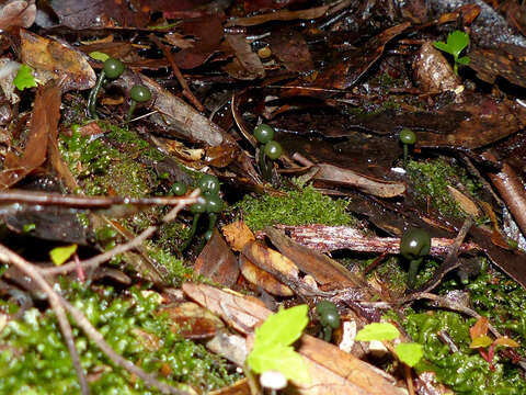 Sivun Chlorovibrissea melanochlora (G. W. Beaton & Weste) L. M. Kohn 1989 kuva