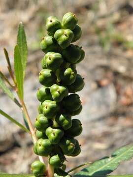 Image of toothleaf