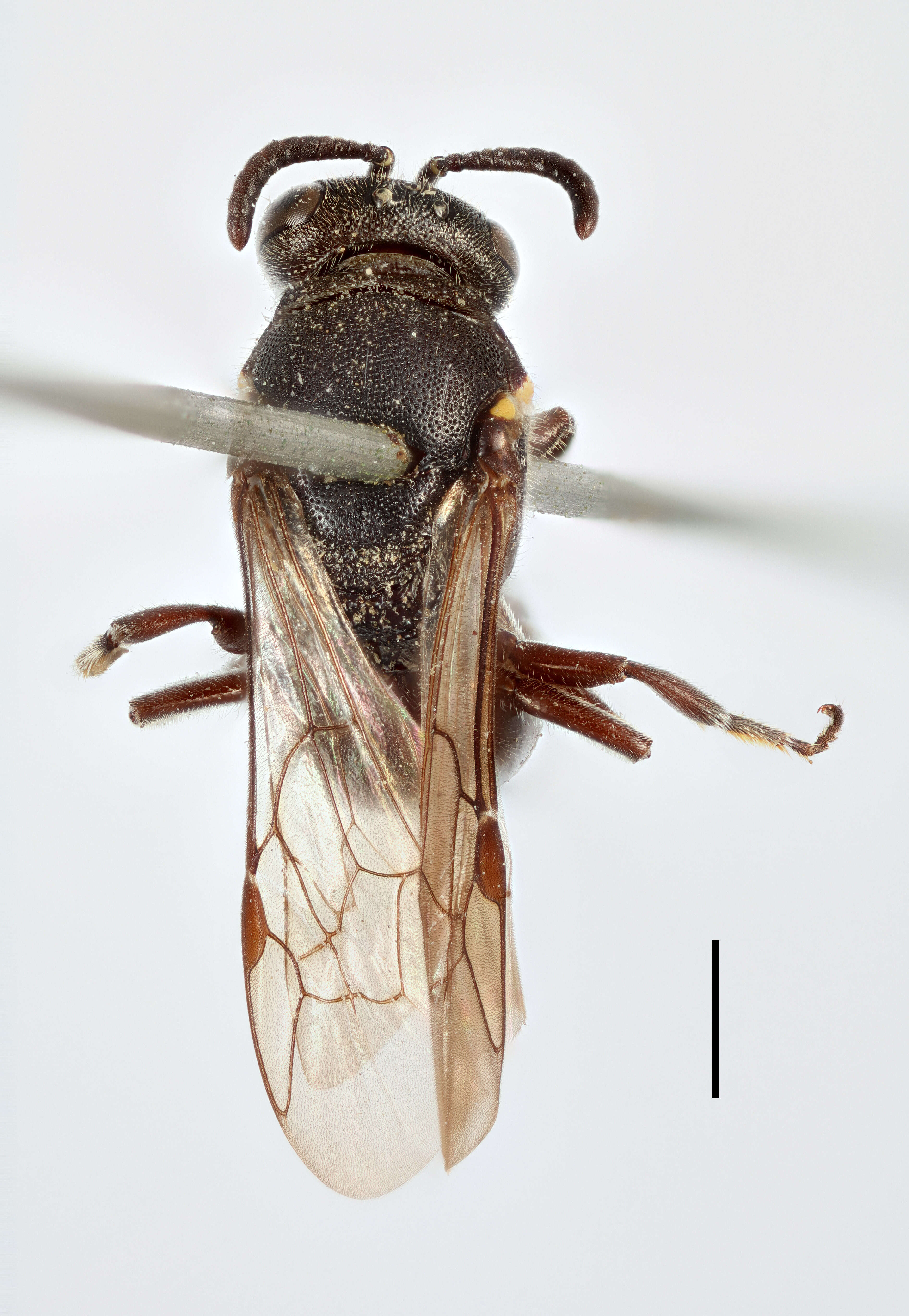 Image of Hylaeus Fabricius 1793