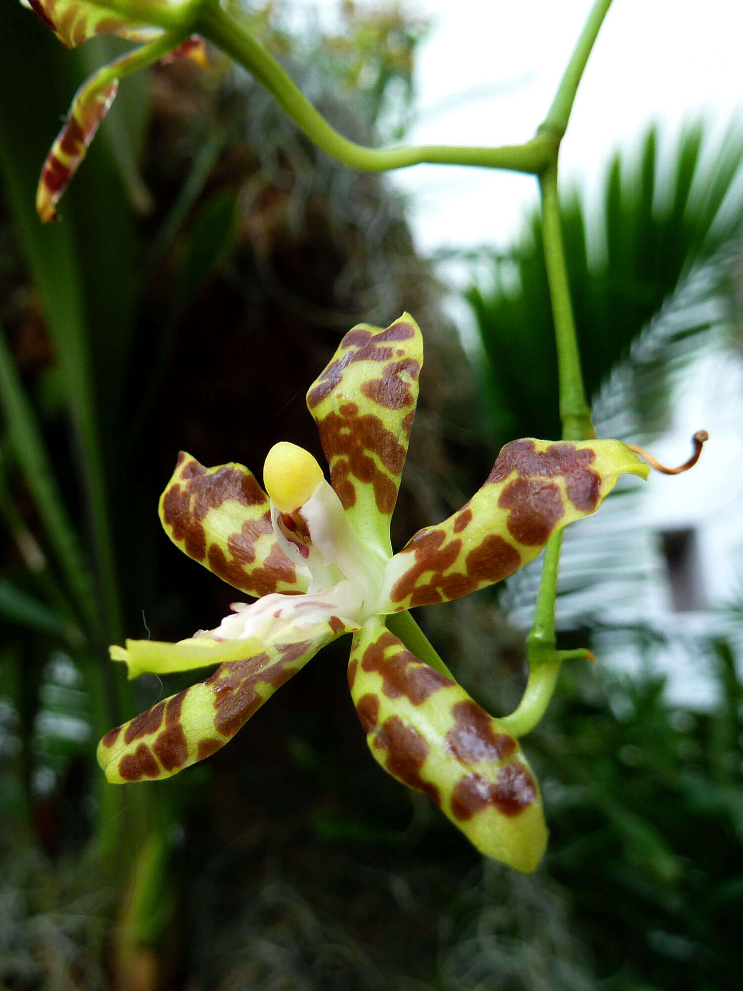 Image of Dancing-lady orchids