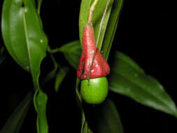 صورة Aiouea neurophylla (Mez & Pittier) R. Rohde