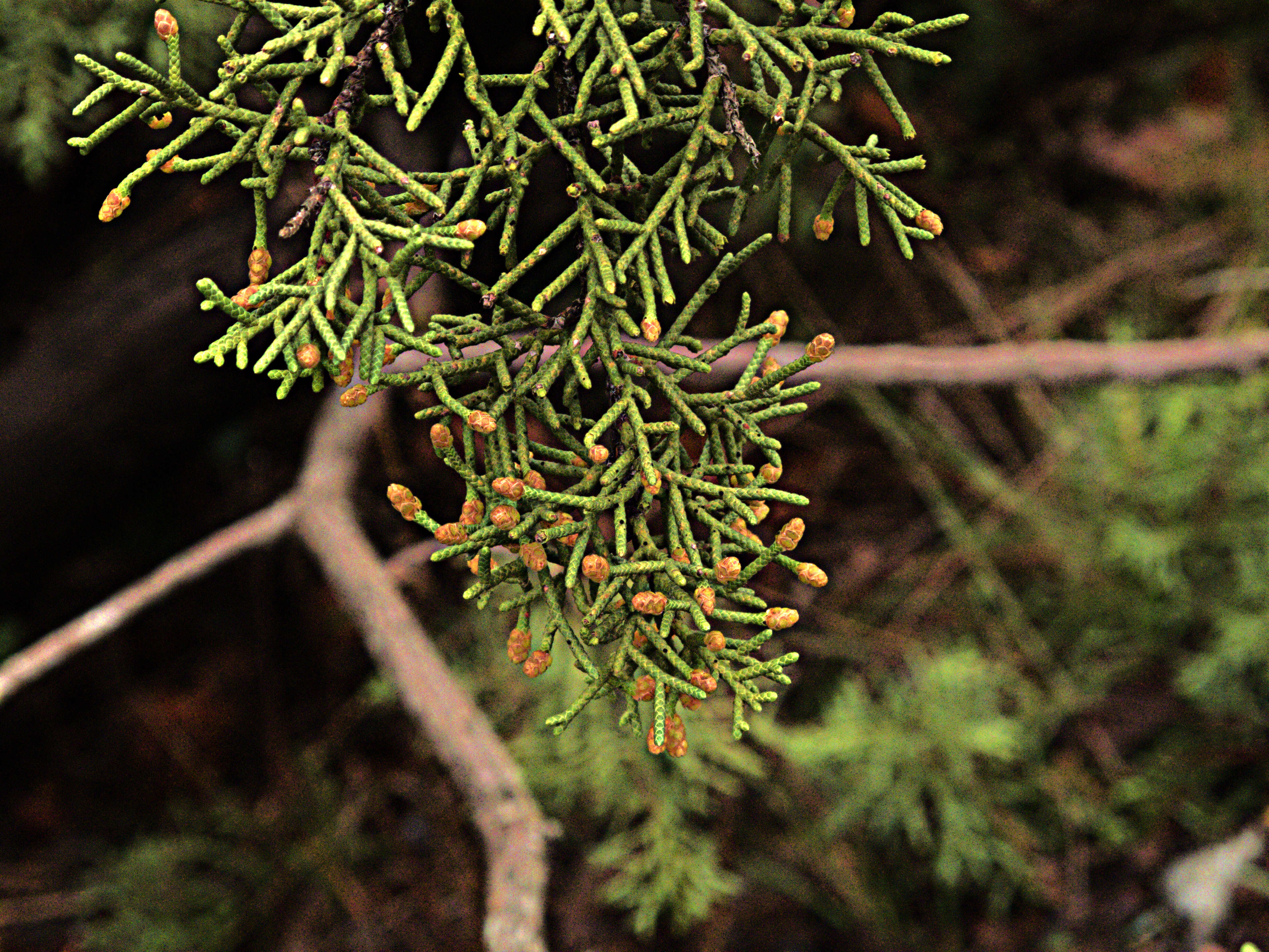 Image of California Juniper