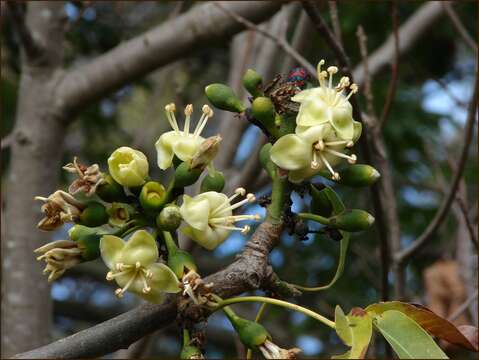 Image de Ceiba