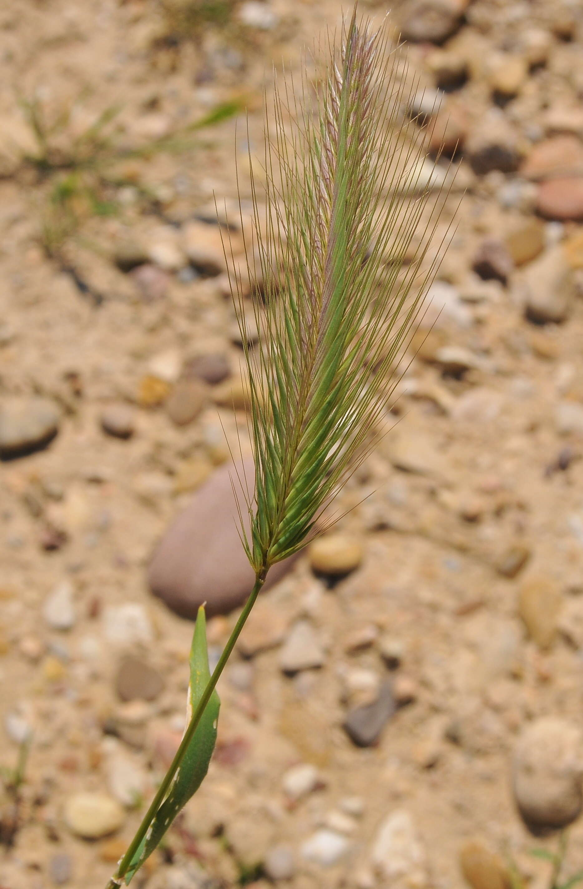 Image of barley