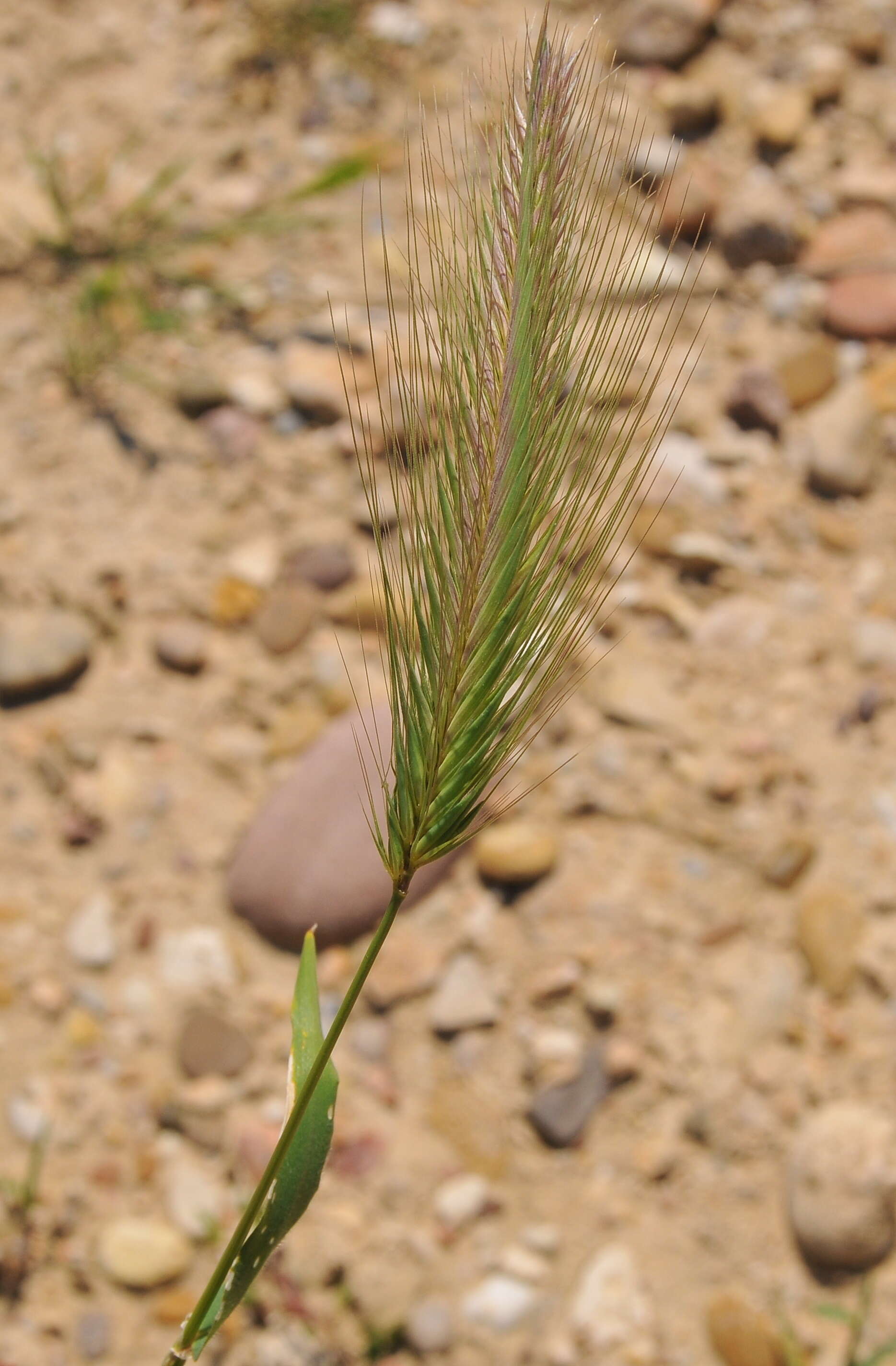 Hordeum murinum subsp. leporinum (Link) Arcang.的圖片