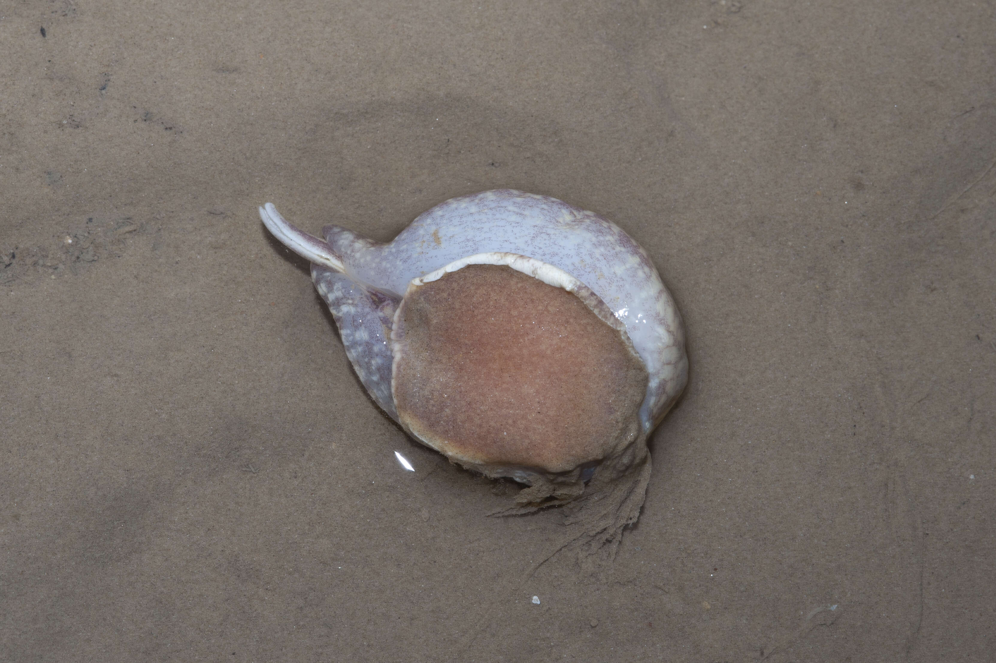 Image of True Fig Shell