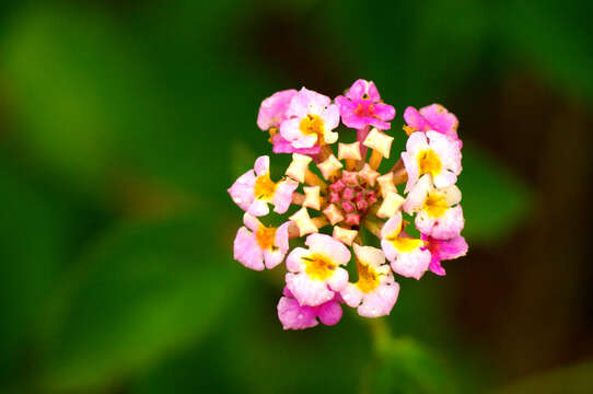 Image of lantana