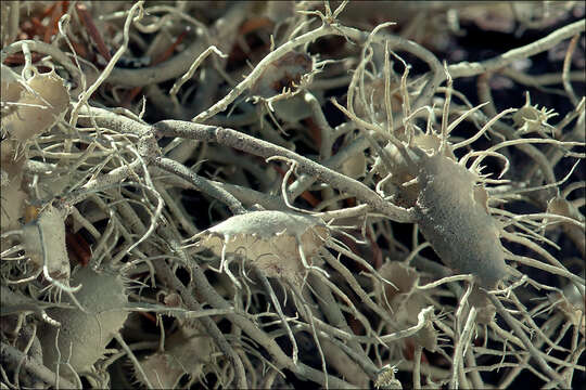 Image of Beard Lichen