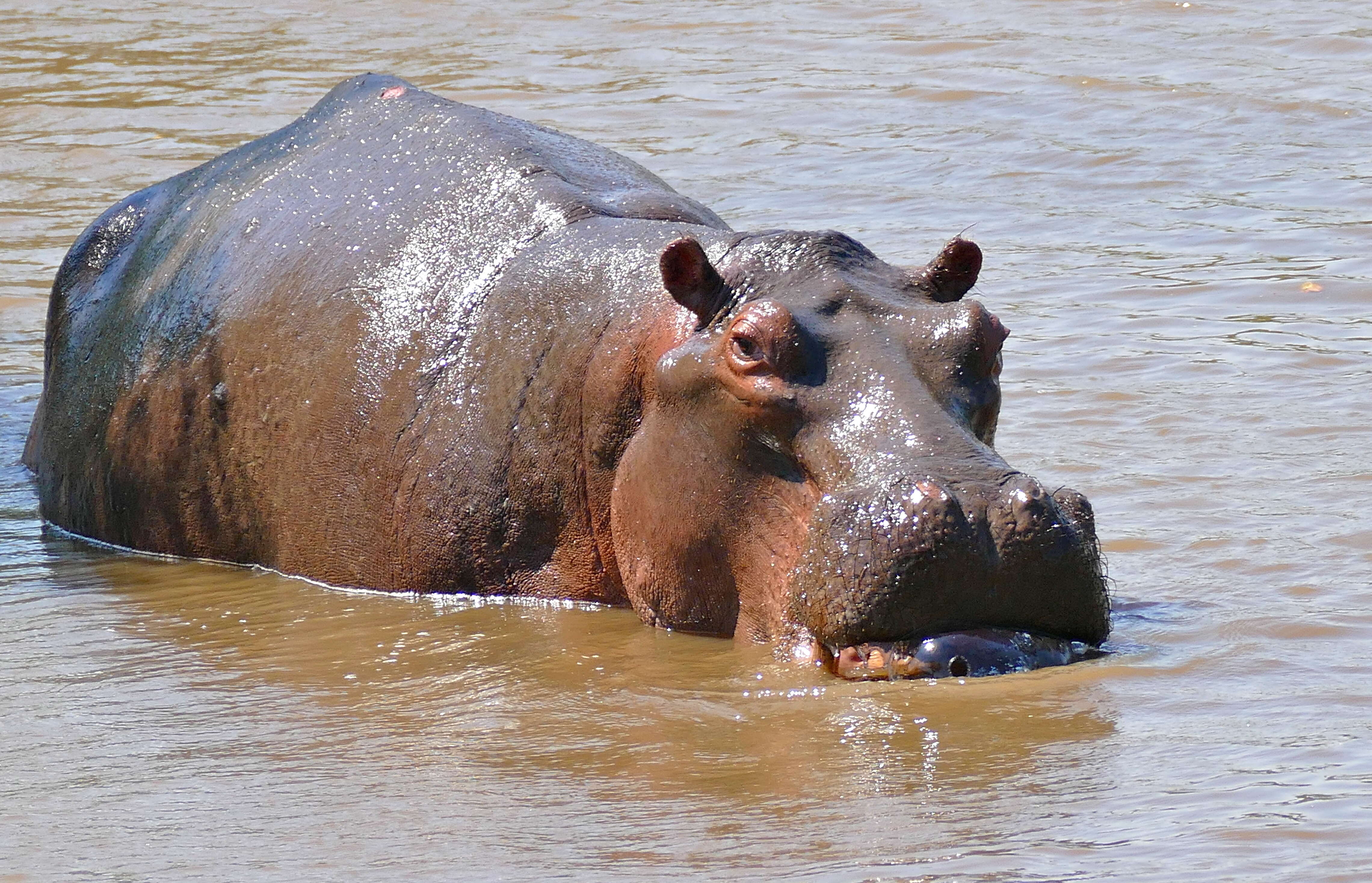 Image of Common Hippopotamus