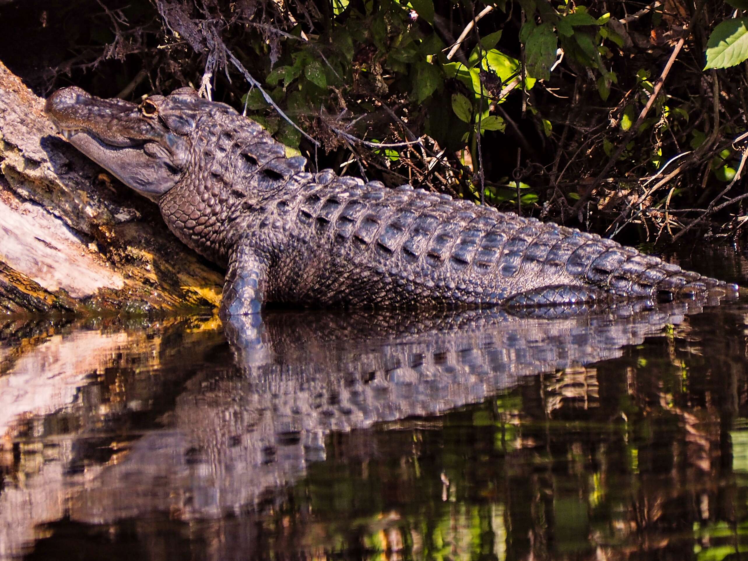 Image of Alligator